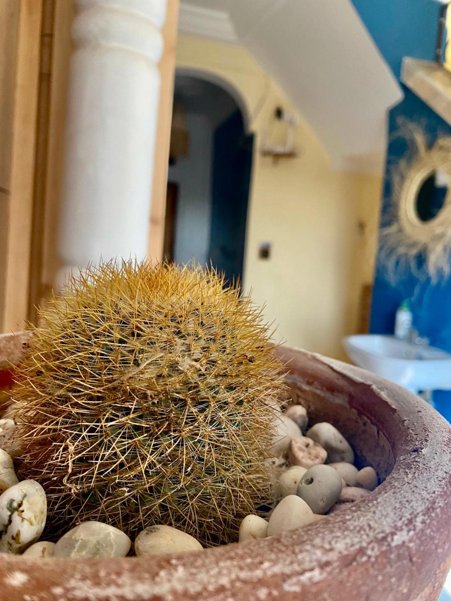 Mamo Surf Morocco Hostel Tamraght Kültér fotó